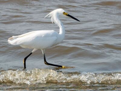 egret, bird, nature, wildlife, waterbird, shore, wading, surf, black beak, water, birding, white feathers, beach, sunset, marine environment, east, silence, animal, feminine