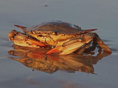 crab, beach, sea, natural, animal, shell, reflection, italian, claw, water, sand, surface, hard, coast, blue, biology, exoskeleton, nature, ecosystem, pond