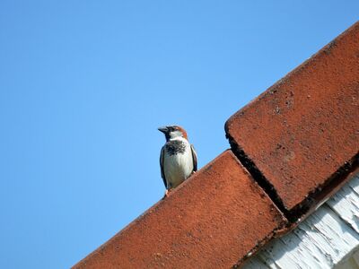 sparrow, roof, blue sky, bird, nature, ornithology, feathers, perching, small bird, birdwatching, wildlife, sitting bird, shingles, fauna, outdoor, songbird, simplicity, observation, trees, simple motif