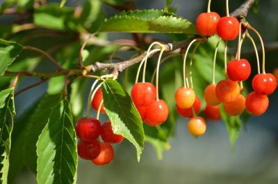 cherries, unripe fruits, beautiful nature, branches, trees, leaves, nature wallpaper, green, red, orange, nature, fruit, nature background, fresh, hd wallpaper, desktop background, horticulture, growing, summer, ripening, organic, food, fresh air