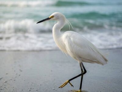 egret, yellow legs, beach, ocean, calm, nature, waves, bird, coastline, white feathers, flock, reflection, blue sky, outdoor shot, water surface, sand, wildlife, black beak, daylight, bird species, coastal area