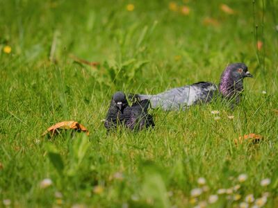 pigeon, grass, green, nature, summer, meadow, birds, wild, wings, calm, background, ground, feather, tranquility, search, still, eye contact, simplicity, pattern