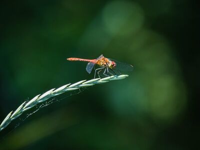 dragonfly, macro, nature, wildlife, windows wallpaper, full hd wallpaper, nature background, desktop backgrounds, wings, laptop wallpaper, free background, bokeh, wetland, biodiversity, wallpaper 4k, free wallpaper, 4k wallpaper 1920x1080, nature wallpaper, delicate, 4k wallpaper, wallpaper hd, outdoor, beautiful nature, entomology, fauna, wild insect, greenery, cool backgrounds, wallpaper, mac wallpaper, background, animal, hd wallpaper, green, sharp, beautiful wallpaper, photography