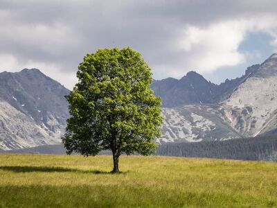 tree, tatry, mountain, meadow, panorama, nature, landscape, summer, solitary, grass, picnic, peace, blue sky, simplicity, mountain meadow, beauty, travel, spirituality, peaceful, lonely tree
