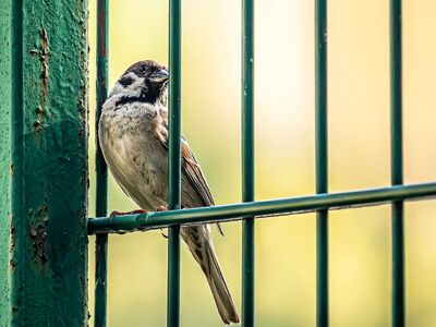 sparrow, bird, cage, nature, wildlife, hd wallpaper, wallpaper 4k, fence, mac wallpaper, windows wallpaper, feathers, macro, laptop wallpaper, profile, free wallpaper, green, background, wallpaper hd, 4k wallpaper, desktop backgrounds, spring, full hd wallpaper, urban wildlife, proximity, lonely, outdoor, free background, beautiful wallpaper, 4k wallpaper 1920x1080, cool backgrounds, view, ambush
