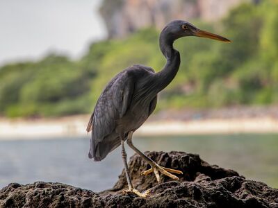 heron, bird, rock, coast, nature, water, tropical, summer, vacation, travel, tourism, asian, natural, wildlife, scenic, exotic, sand, mystical, relaxing, cozy