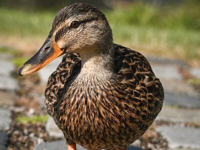 duck, animal, waterfowl, nature, feather, stone, pathway, animal portrait, wild, bird, outdoors, beauty of nature, wildlife, plumage, nature reserve, ecological, fauna, duckling, park, walk