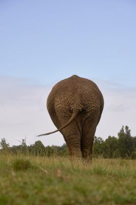 elephant, nature, animal, savannah, animal rear, large, skin, wild, mammal, grass, africa, tropical, wildlife, large ears, animal tail, big five, natural environment, landscape, wild animal, freedom