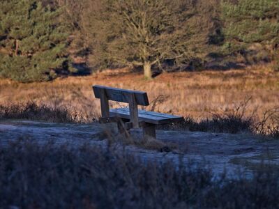 bench, park, trees, forest, nature, heath, landscape, sunset, relaxation, wooden bench, peace, harmony, sitting, rest, silence, pleasant, hiking, winter, nature reserve, walk