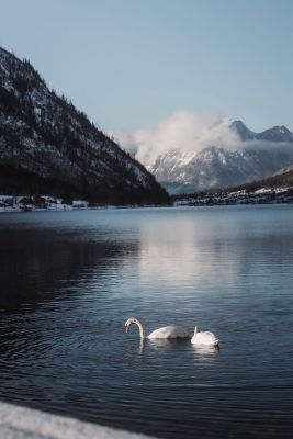 lake, swan, mountains, winter, nature, reflections, calm, snowy, morning, peaceful, water, mirroring, adjacent, scenery, tranquility, cozy, clear, comfort, atmosphere, mirror