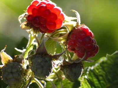 raspberries, garden plant, nature, red, fruit, sweet, healthy food, vitamins, healthy, fresh, berry bush, leaves, ripe, backlight, delicious, red fruit, summery, plants, summer fruit, fruit cultivation