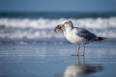 seagull, crab, ocean, beach, wildlife, nature, prey, food, sea, water, coast, hunter, bird, predator, summer, sand, waves, black-headed gull, hunt, food source