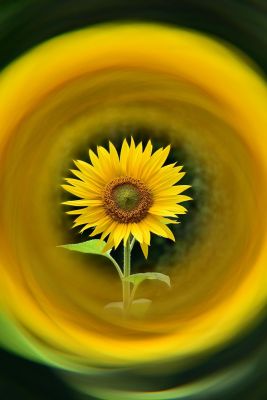 sunflower, yellow flower, nature themes, spiral background, summer vibe, green leaves, solitude, bright colors, circular composition, background blur, beauty of nature, lone flower, artistic photography, beautiful nature, simplicity, full colors, flower photography, contrast, art and nature, zen garden