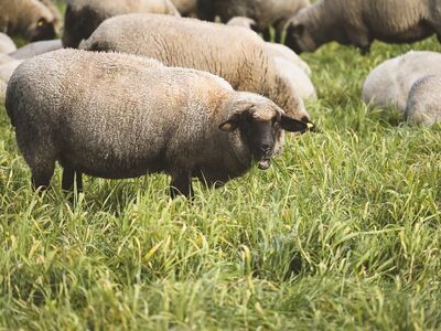 sheep, grass, flock, field, agriculture, pasture, outdoors, animal, green, meadow, farm, grazing, woolly, nature, pastureland, wool, shepherding, shepherd, idyllic, fodder