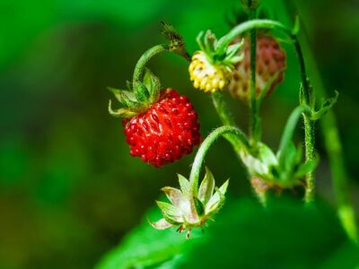 wild strawberry, fruit, nature, green, red, healthy diet, close-up, vitamin, fresh, gardening, terra cotta support, health, natural color, sweet, botanical, summery, agriculture, traditional, cultivation, seasonal