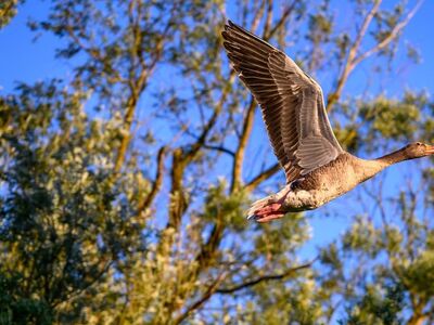 flying bird, goose, nature, blue sky, trees, wings, flight, animal, wildlife, landscape, spring, wild goose, birdlife, close-up, forest, fauna, ecology, nature reserve, ecosystem
