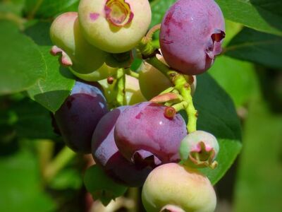 blueberries, ripening, fruit, bush, summer, nature, healthy, fresh, garden, green leaves, berry, healthy eating, vitamins, antioxidants, nutrition, fresh harvest, organic, plant, green
