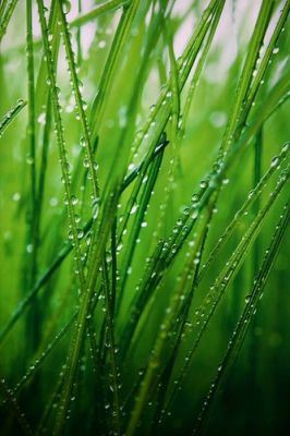 nature