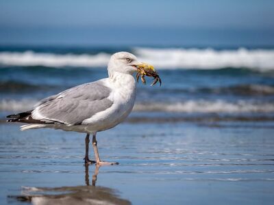seagull, crab, ocean, beach, waves, nature, wildlife, animal, coast, feeding, hunting, outdoors, sunny, summer, reflection, blue sky, coastal area, seabird, predator, see, shallow water