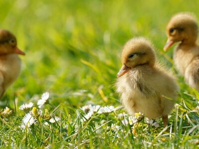 duckling, lawn, spring, nature, animal photography, golden hour, cute, yellow, wild animals, young, nature outings, classic nature, flora, landscape, education, entertainment, crawling, animal baby, natural colors