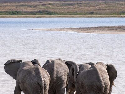 elephant, back, serengeti, africa, water, lake, elephant herd, tanzania, nature, animals, drinking, bathing, wilderness, sunset, savannah, west africa, wildlife, nature park, conservation, wild animals, rear view