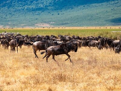 gnu, wildebeest, animal migration, movement, safari, african wild cattle, nature, africa, ecosystem, tanzania, ngorongoro, reserve, savannah, wildlife, conservation, route, natural spectacle, protection, ecological region