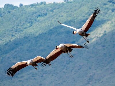 crane, crowned, gray, flight, african, tanzania, ngorongoro, wilderness, natural park, three, flock, air, blue, open wings, wildlife, bird species, photography, panorama, safari, landscape, exotic