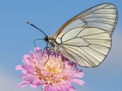butterfly, wings, macro, nature, pink flower, summer, blue sky, insect, pollen, detail, clear sky, fragile, biology, petals, natural beauty, blooming, true nature, butterfly wing, natural light, wildlife, diversity