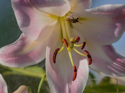flower, lily, pink, nature, details, stamen, blossom, pollination, blurred background, outdoor, macro photography, beauty, season, summer, diversity, close-up, freshness, detail, insect, anter
