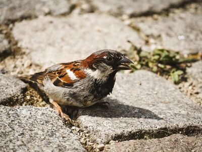sparrow, cobblestone, bird, urban environment, celtic paving, mac wallpaper, background, nature, plant, animal, wallpaper 4k, free wallpaper, desktop backgrounds, windows wallpaper, free background, laptop wallpaper, detailed, 4k wallpaper 1920x1080, 4k wallpaper, close-up, cool backgrounds, feathers, wallpaper hd, environment, light, beautiful wallpaper, spring, full hd wallpaper, hd wallpaper, outdoors, detail, floral background, gray, brown