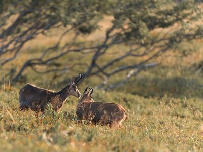 chamois, nature, animal, wild, meadow, pair, watching, grass, forest, sunset, light, time of day, climate, cosiness, calm, morning, natural environment, ecosystem
