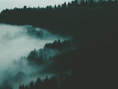 fog, autumn, mysterious, trees, forest, nature, morning, mountains, scenic, shadows, darkness, cold, silhouette, landscape, misty, remote, peaceful, quiet, walk, natural