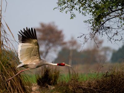 crane, flight, bird, nature, wildlife, wings, flying, landscape, natural habitat, bird in flight, exotic, tree, marsh, soaring, red crown, horizon, sarus crane, humidity