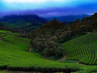 tea plantation, green hills, nature, hilly terrain, agriculture, fog, cool, blue sky, forest, southeast asia, leaf wall, landscape, plant, greenery, path, tranquil, green plantations, natural landscape, serene scenery, viewpoint, outdoor