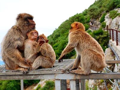 monkey, macaque, family, interaction, dialogue, friendly, nature, cliff, companionship, tourist path, natural habitat, curiosity, group, undershirt, bun, excursion, natural beauty, summer time, observation