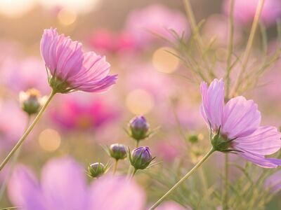 nature, cosmos, pink, purple, flower wallpaper, blooming, garden, summer, beautiful flowers, sunlight, sunset, soft, pretty, flower background, peaceful, growth, delicate, bokeh, spring, flower, field, tender, aesthetic