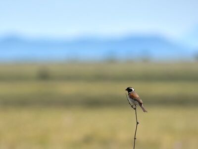 bird, nature, grassland, bird on branch, mountains in background, wildlife, close-up, bird species, natural habitat, landscape, light blue sky, black and white headed bird, solitary bird, perch, natural occurrence, day, outdoors, natural beauty, nature photography, wilderness
