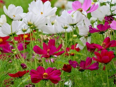 flowers, meadow, nature, summer, cosmos, color, pink, white, green, bloom, garden, flowering, botany, grace, outdoor, picturesque, colorful, summery, background, love of flowers
