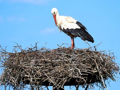 stork, nest, nature, feather, wildlife, blue sky, bird, large bird, biology, ecosystem, rearing young, migratory bird, natural environment, ornithology, parental care, column, symbolism, bird love