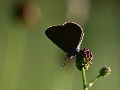 butterfly, wiesenknopf, summer, macro, nature, twilight, flowering plant, dandelion, wings, backlight