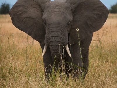 elephant, savannah, africa, nature, tanzania, grass, tarangire, african elephant, national park, mammals, wildlife, meadow, tourism, ecosystem, outdoors, wild animals, giant, wildlife photography, elephant herd