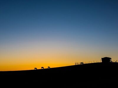 silhouette, twilight, peaceful landscape, blue sky, grazing animals, hilly landscape, dawn, calm evening, idyllic, pasture, tranquility, evening sky, peaceful sunset, rural landscape, grazing cattle, shadow, evening calm, nature, farm
