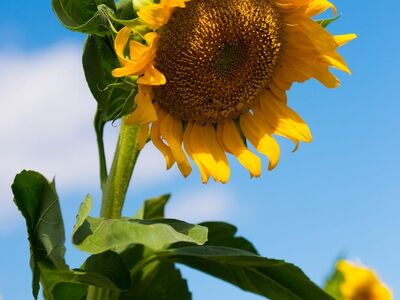 sunflower, blue sky, blooming, summer, sunny day, garden, flower background, nature, flower, yellow color, leaves, clear, growing, stem, green color, flower wallpaper, fertile soil, beautiful flowers, agriculture, sunlight, planting, outdoors