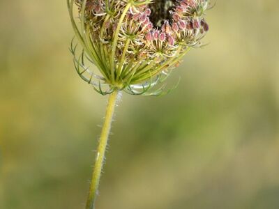 wild carrot, plant, floral background, nature, wildflower, white flower, flower phase, green, beautiful wallpaper, summery, macro, close-up, bud opening, abstract, soft light, background, delicate, inflorescence, hoverfly, outdoor, botany, pollen
