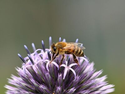 bee, plant, sphere, spiky, pollination, macro, summer, wild bee, globe thistle, nature, close-up, purple, blossom, garden, ecological, environment, insect, thistle, bumblebee, top view