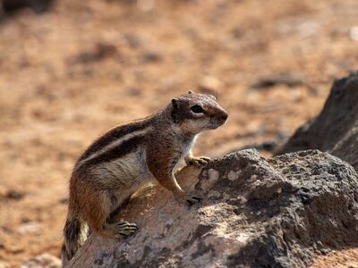 ground squirrel, rodent, nature, canary islands, fauna, travel, wildlife, adventure, adorable, fuerteventura, rock, outdoor scene, desert, tourism, beautiful, island, dry, sandy