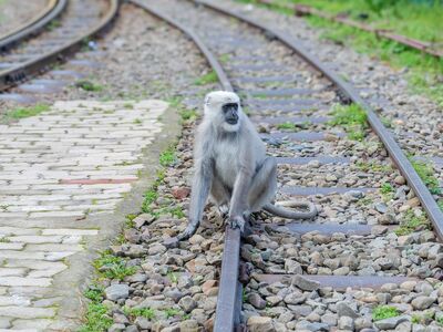 monkey, railway track, nature, wildlife, grey color, brick path, sitting, calm, countryside, wild monkey, solitary, rest, transportation, environment, landscape, one monkey, railroad track, freedom, wild fauna