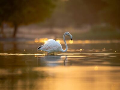 flamingo, nature, bird, feathers, wildlife, lake, sunrise, dusk, landscape, summer, outdoors, trees, afterglow, peace, earth, reflection, beauty, swimming, sunset, twilight, mirror