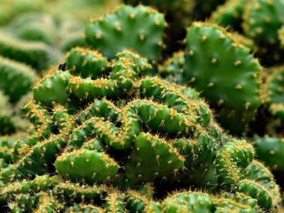 cactus, nature, plant, thorns, succulents, landscape, green, botany, desert, drought, natural beauty, density, wild, natural habitat, sharp, arid region, climate, exotic plants, ecosystem, desert plants