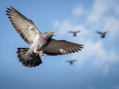 pigeon, bird, flying, flight, wings, blue sky, outdoors, nature, wild, animal, feathers, iridescent, graceful, hovering, movement, freedom, sunlight, urban